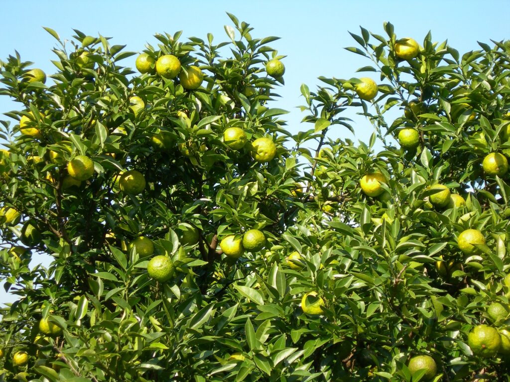 雨にも風にも負けず、収穫目前！旬のゆず。 | 柚子彩（ゆずいろ